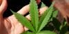 Warrensburg Police raid 9 smoke shops in THC product investigation