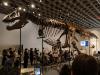 What $50 Million Sale of ‘Gus’ T. Rex Means For Dinosaur Fossil Research And Why Scientists Are Concerned?