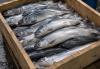 Armenia approved the procedure for exporting fish and fishery products to the EU
