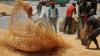 India’s wheat production will likely be affected by climate this crop year