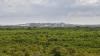 Greenpeace demands halt to Dangote's $17bn Kenya coastal refi