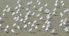 First H5N1 bird flu case reported in New Zealand, vaccinations begin