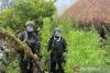 Indonesia military seizes 5,000 cannabis plants in Highland Papua raid