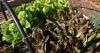 Gardening: Start planning for fall harvest now