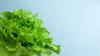 Alabama urges produce precautions amid Cyclospora outbreak