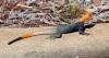 Florida officials warn invasive Peter’s rock agamas threaten native wildlife