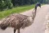 Mystery emu on the loose in Mississippi