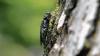 Beetle devastating US ash forests detected in EU
