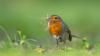 Gardeners urged to do 1 simple garden task now to help protect robins this summer