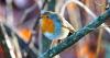 Gardeners urged to help robins survive summer heat with 1 simple garden item