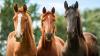 Scientists showed horses silent videos of wolves and found their hearts raced even when...