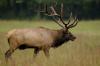 ‘Beasts of the East’ chronicles the unheralded restoration successes of America’s eastern wildlife