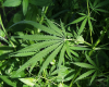 A pending federal hemp ban is already hurting Florida businesses