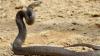 'It had its head swinging around' – Australian bike rider bitten by deadly snake that became entangled in her drivechain