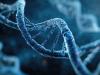 Scientists build first artificial protein motor that walks on DNA