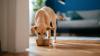 New $500 pet fine coming for 1million Americans under ‘welfare’ law