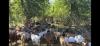 Economy driving interest in small ruminants  