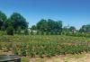 Cheyenne River Youth Project Opens Winyan Toka Win Garden for Free Public Tours