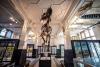 This iconic, 12-metre-long T. rex skeleton is taking a holiday from Manchester Museum for the first time in 22 years, set to enjoy the facilities at this historical swimming pool – and it’s completely free to visit him
