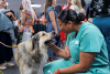 New North Texas Surgical Center Aims To Train Hundreds Of Veterinarians Each Year