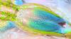 Endangered Australian Frog Shimmers Like an Opal (in an Unusual Place)