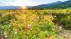 Bulgaria's Rose Valley: A paradise you need to visit