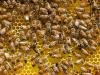 Swiss bee colonies poisoned by insecticide