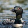 The more researchers look, the more contaminants they find in New Hampshire's loons