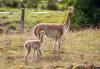 PICTURES: Baby boom continues at Highland Wildlife Park with arrival of Xoco the vicuna