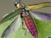 Devastating Asian beetle detected in EU for first time
