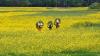 The Mustard Seed: A Maryknoll Reflection