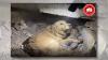 Fact Check: Fake image of dog protecting child spreads after deadly Venezuela earthquakes