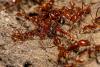 Inside a Guyana army-ant colony, soldier ants rush a camera searching for the hidden queen