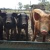 RADA urges livestock owners to protect animals as temperatures rise