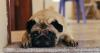Tips for keeping your pet safe amid air quality alert in Minnesota
