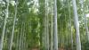 Scientists grew the same invasive plants in Europe and North America and found 91% showed this strange behavior in new environment