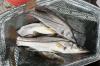 Snook Becoming More Common in Alabama Coastal Waters