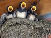 Swiss city to protect swallows, swifts and bats