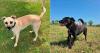 Two dogs seeking forever homes after being returned to foster care