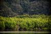 Warming climate puts Southeast Asia’s forests near thermal limits: study