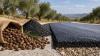 Spain is turning olive pits into road material that could cut asphalt emissions