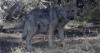 Taos-based cinematographer reveals the delicate lives of wildlife