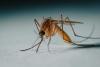 As climate change expands mosquito ranges, better monitoring is key to preventing disease