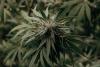 Chronic teen cannabis use may negatively impact brain’s reward system, increase risk of addiction