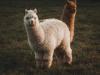 Crypto brokerage firm Alpaca raises $135 million for tokenized stock infrastructure