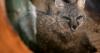 BRAMWELL: Wildlife updates around Indiana