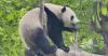 Giant panda enjoys summer time at conservation center in China's Sichuan Province