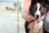 IATA Issues New Guidance to Simplify In-Cabin Pet Travel