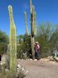 Arizona’s iconic saguaros are being threatened. These are the perpetrators