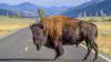 Yellowstone National Park Reveals Status Of Bison That Tossed Tourist 8 Feet In The Air